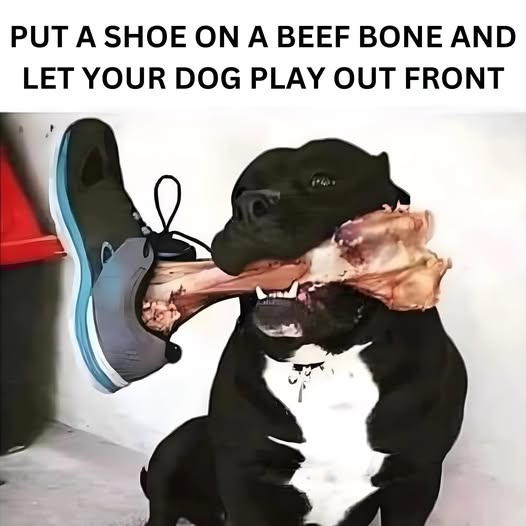 [Image: 499358087_573501545777141_8784920606851798351_n.jpg]