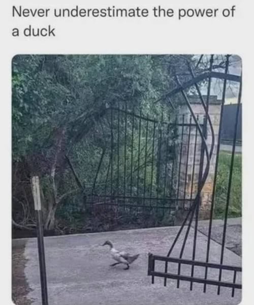 [Image: 548884799_1349798836504477_5412034207277918845_n.jpg]