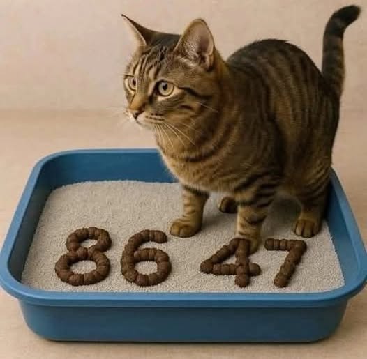 [Image: 76433637689239286ce1e52fdc250eea.jpg]