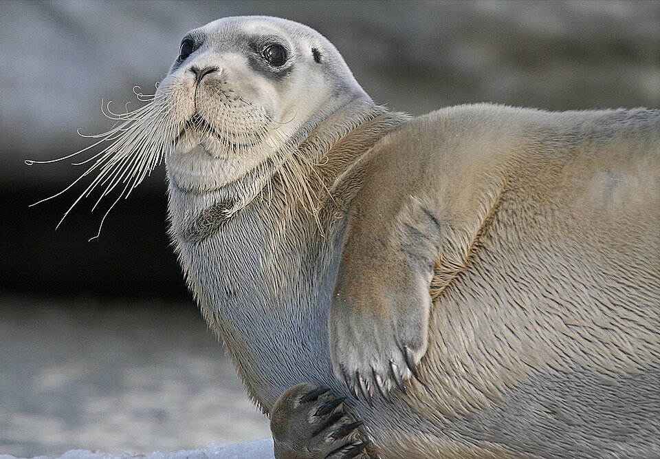 [Image: 960px-ErignathusBarbatus.jpeg]