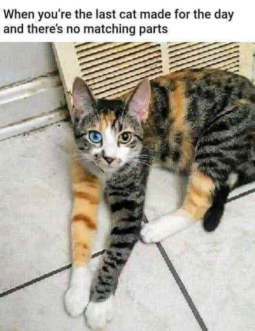 [Image: Cat.jpg]