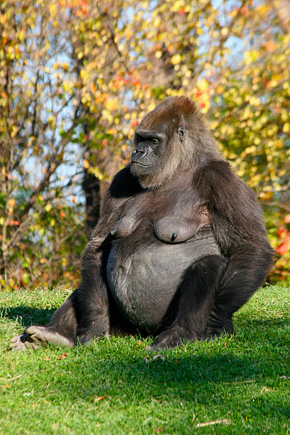 [Image: Female%20gorilla2.jpg]