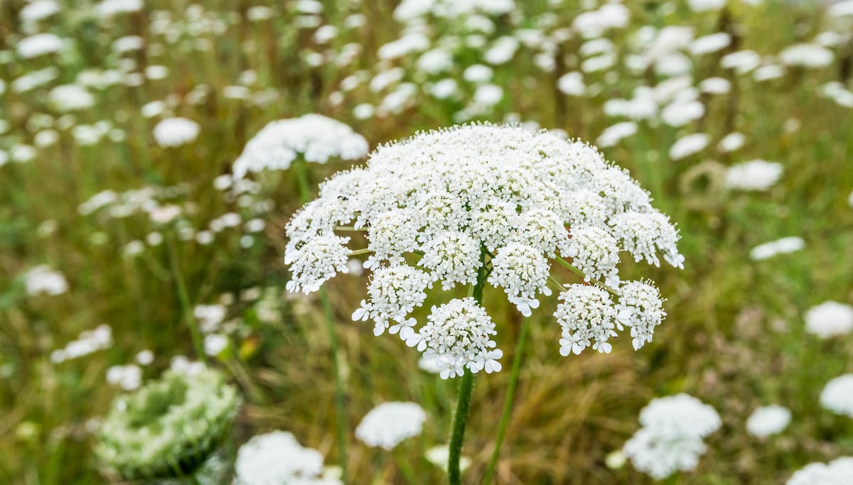 [Image: Queen-Annes-Lace-as_67495521.jpeg.crdownload.jpeg]