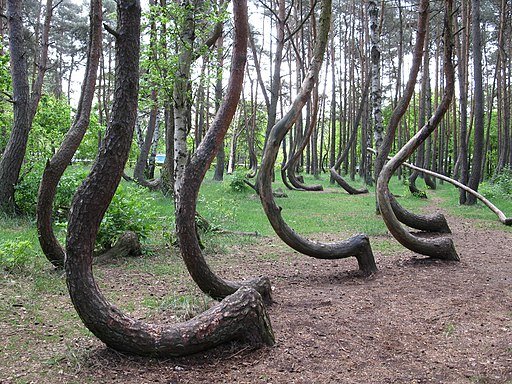 [Image: Rzuwig_crookedforest.jpg]