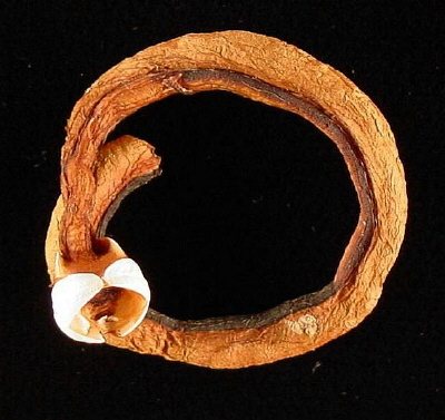 [Image: Shipworm.jpg]