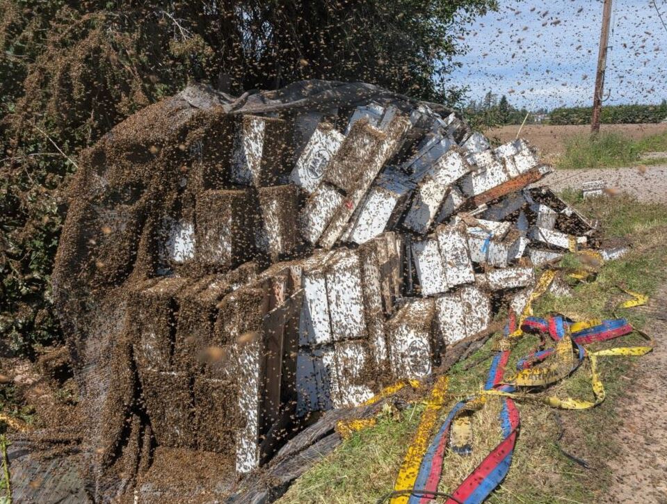 [Image: bees.JPG]