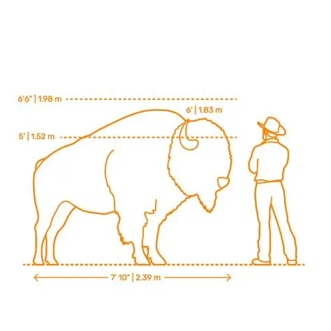 [Image: bison.webp]