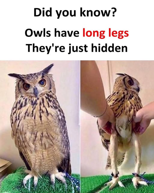 [Image: ca0c704cd1a123af5dd602cf9711c202.jpg]