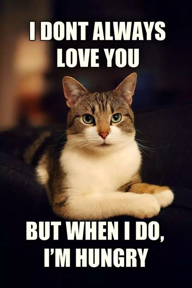 [Image: catluv.webp]