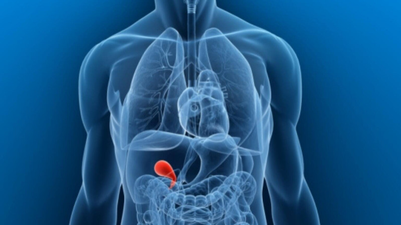 [Image: detail-main-Gallbladder.jpeg]