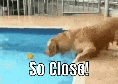 [Image: dog-so-close.gif]