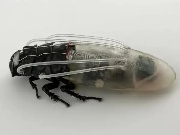 [Image: fc05369ec6742e01ffe5f2b79a8f3a8b.webp]