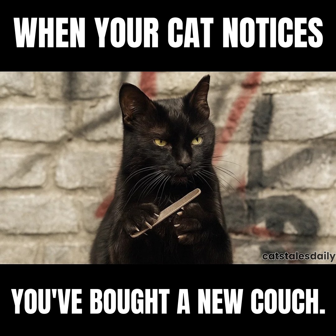 [Image: felix.jpg]