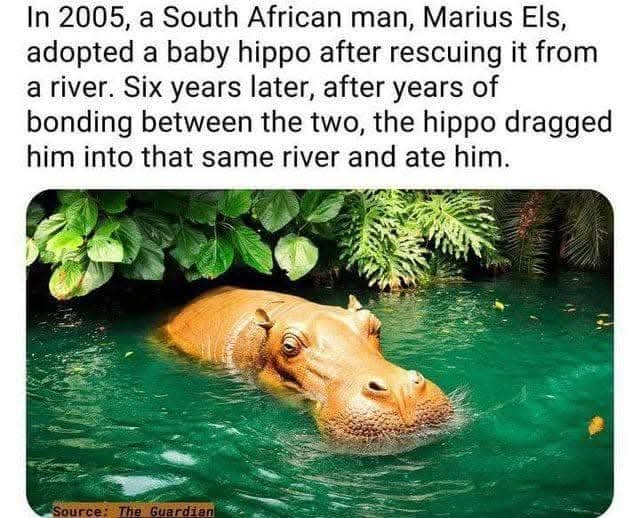 [Image: hippoolove.jpg]