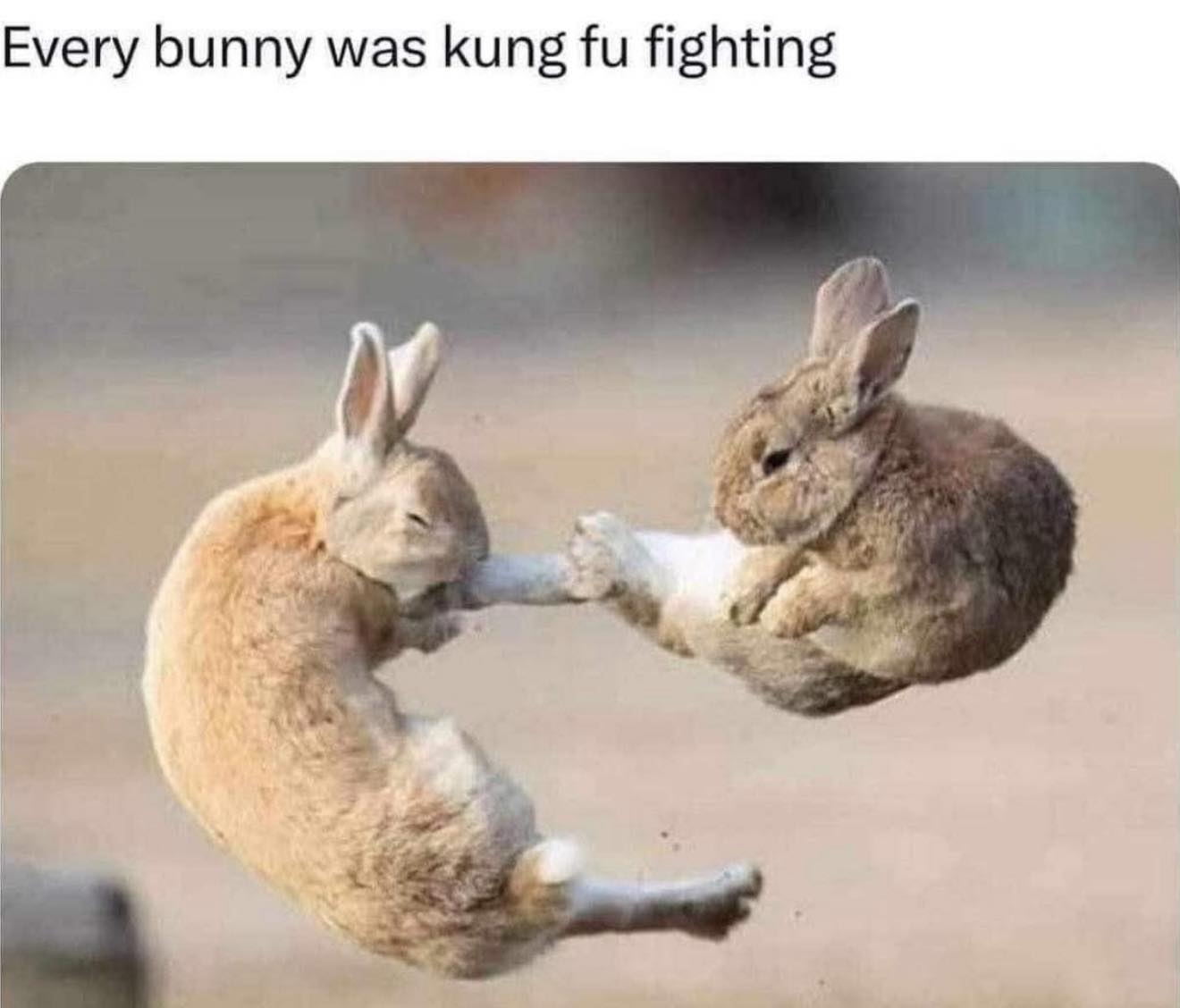 [Image: kunfufighting.jpg]