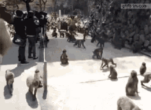 [Image: monkeys-herd-2815768316.gif]