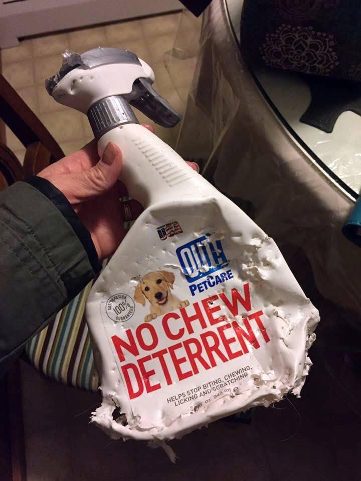 [Image: nochew.jpg]