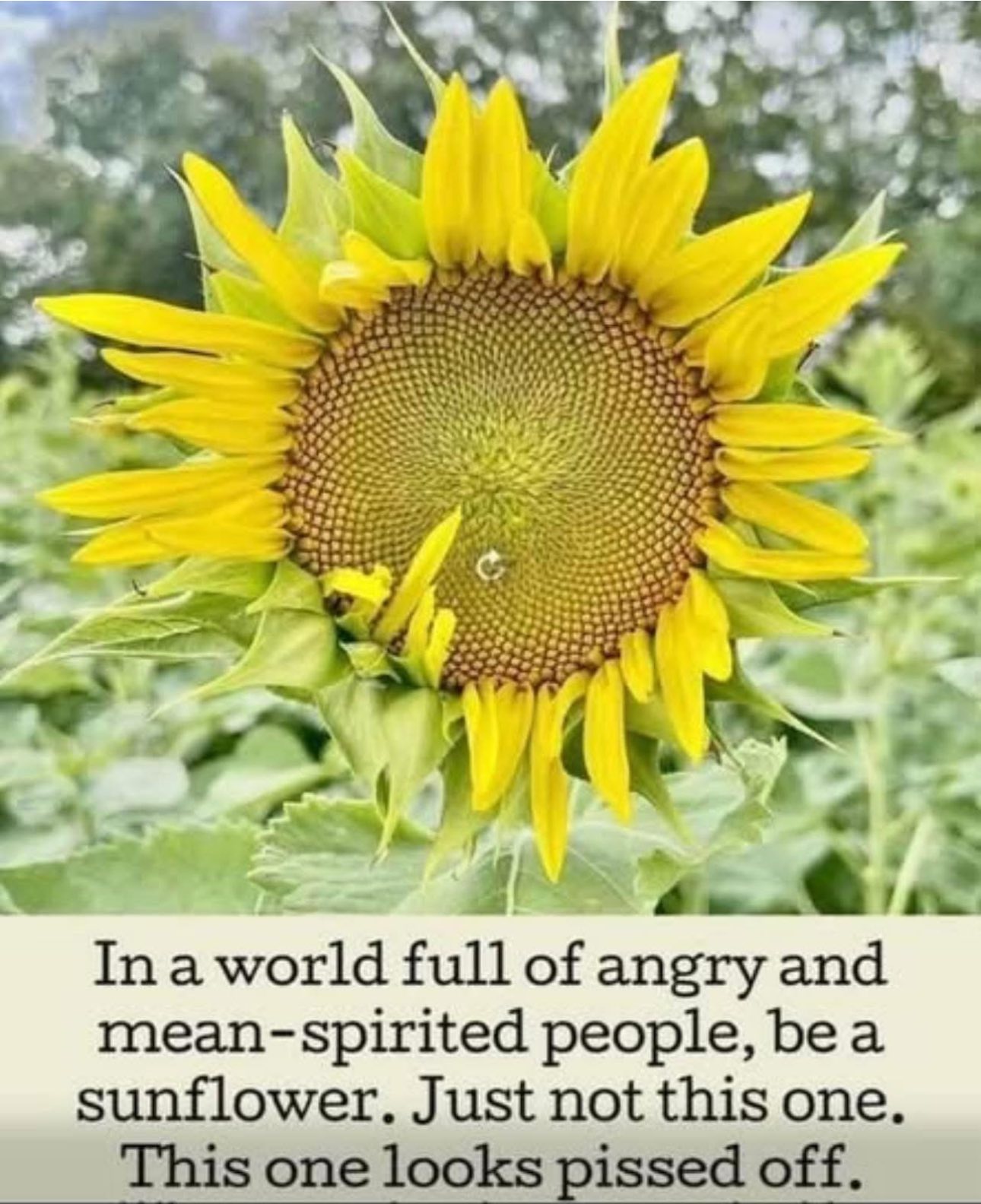 [Image: sunflowr.jpg]