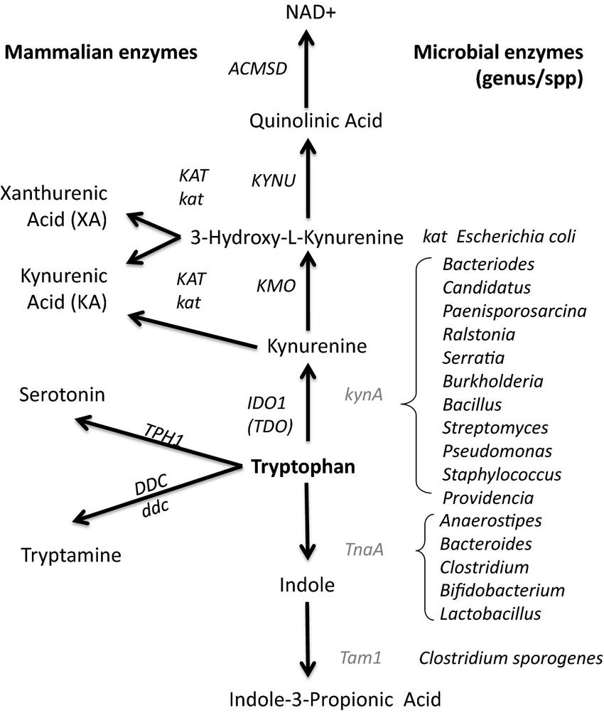 [Image: tryptophan-metabolism.png]