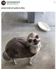 [Image: turtle%20dog.webp]