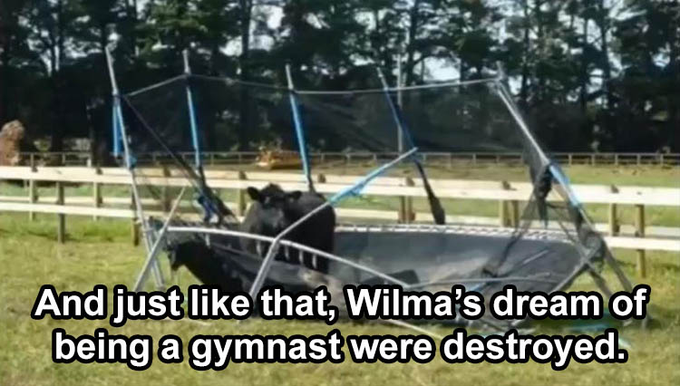 [Image: wilma.jpg]